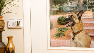 Illustration for article titled 7 Tools For Negligent Pet Owners